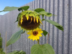 Energised sunflower symbolizing unconditional love and healing energy